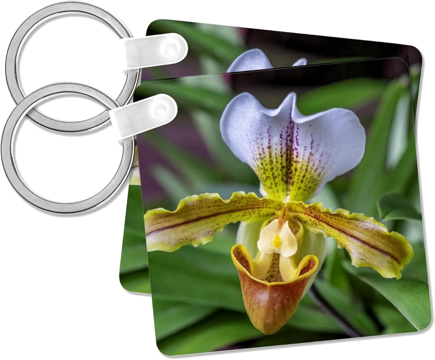 3dRose, Venus Slipper Orchid, Key Chain