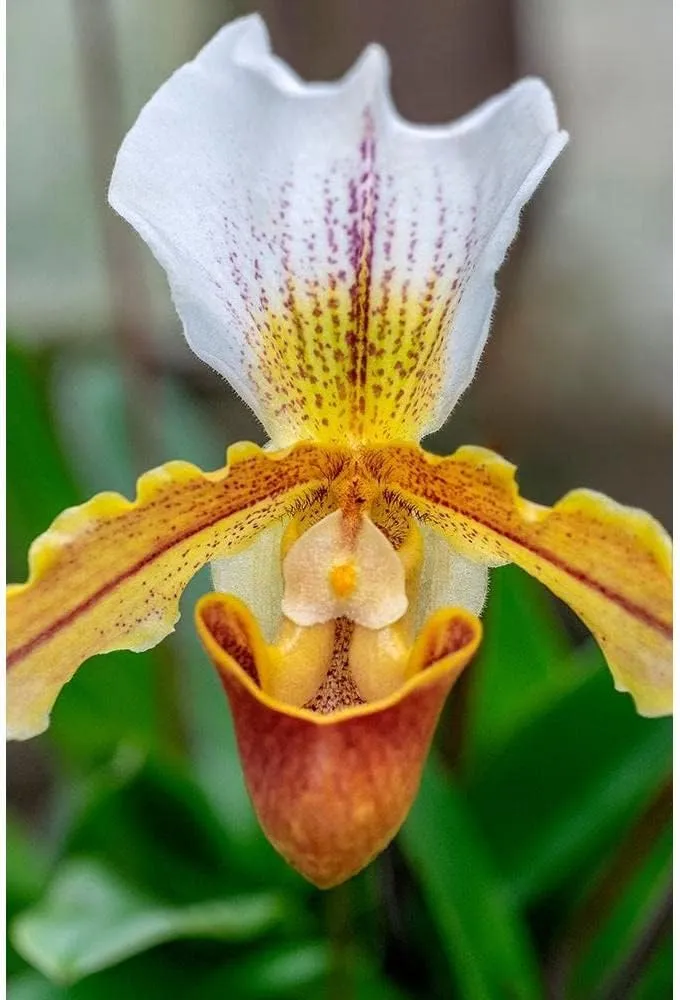 ArtDirect Venus Slipper Orchid 24x36 Extra Large Unframed Art Print Poster Ready for Framing by Engelbrecht, Lisa S.