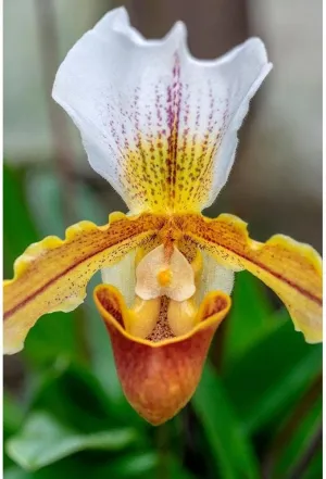 ArtDirect Venus Slipper Orchid 24x36 Extra Large Unframed Art Print Poster Ready for Framing by Engelbrecht, Lisa S.