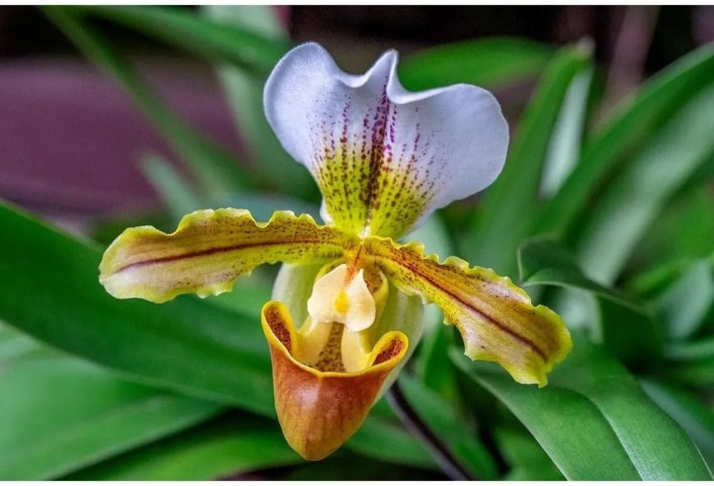 ArtDirect Venus Slipper Orchid II 14x9 UnFramed Art Print Poster Ready for Framing by Engelbrecht, Lisa S.