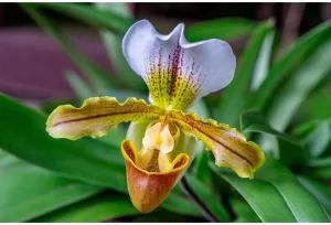 ArtDirect Venus Slipper Orchid II 14x9 UnFramed Art Print Poster Ready for Framing by Engelbrecht, Lisa S.