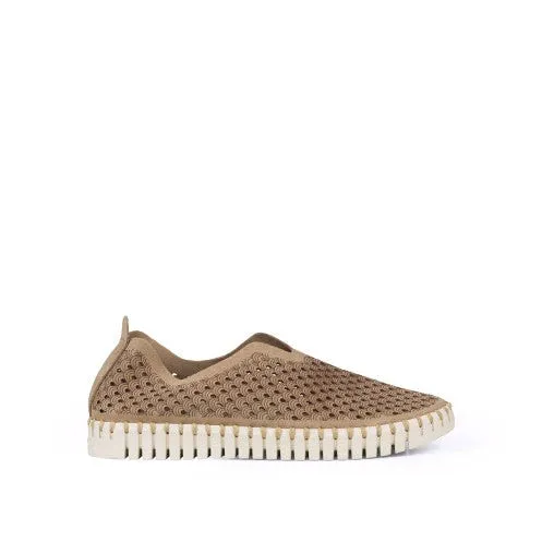 Tulip Flat