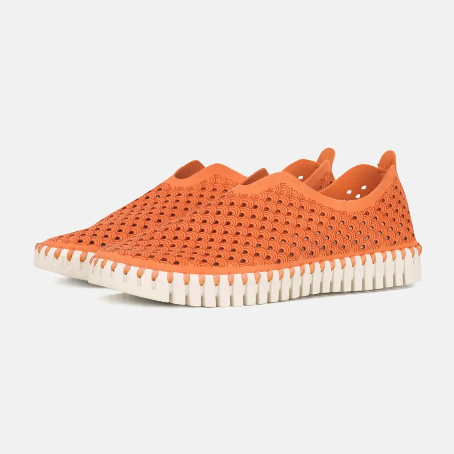 Tulip Flat