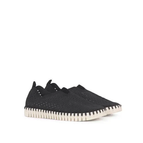 Tulip Flat