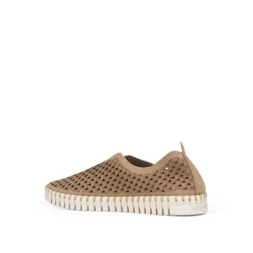 Tulip Flat