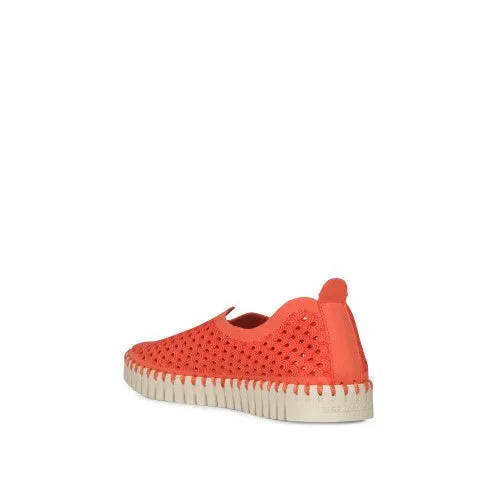 Tulip Flat