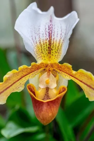 Venus Slipper Orchid by Lisa S. Engelbrecht - 16x24 Art Print Poster